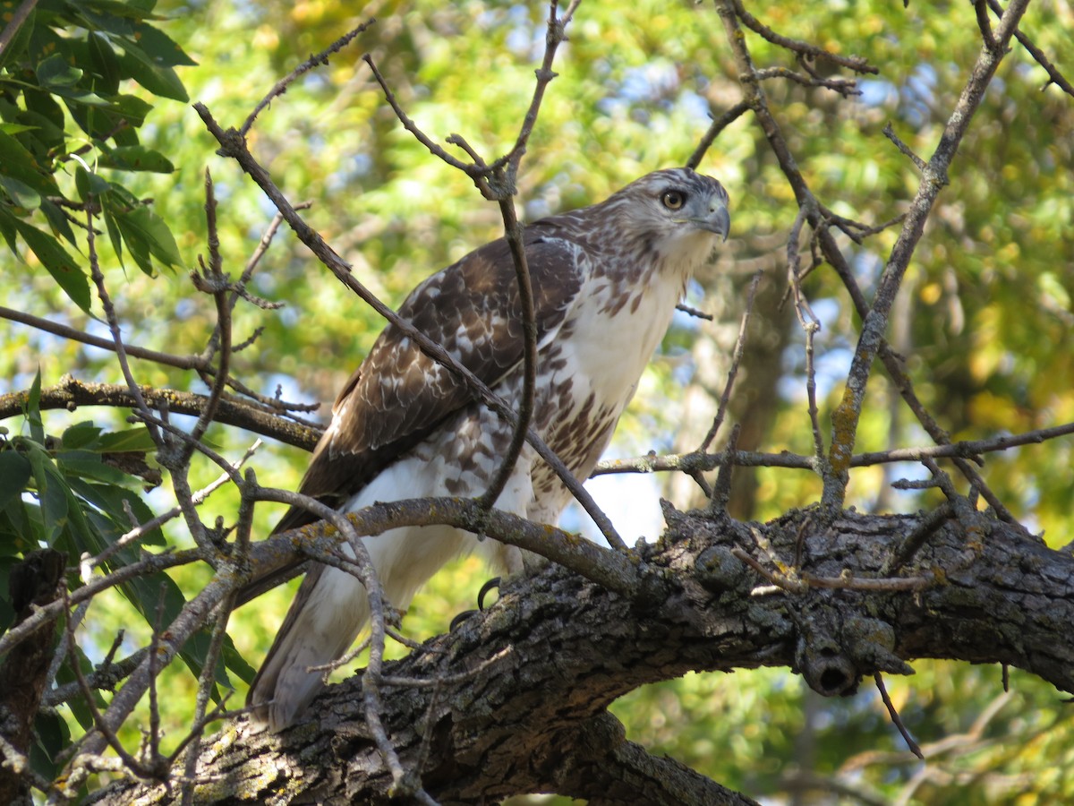 Red-tailed Hawk - ML625018593