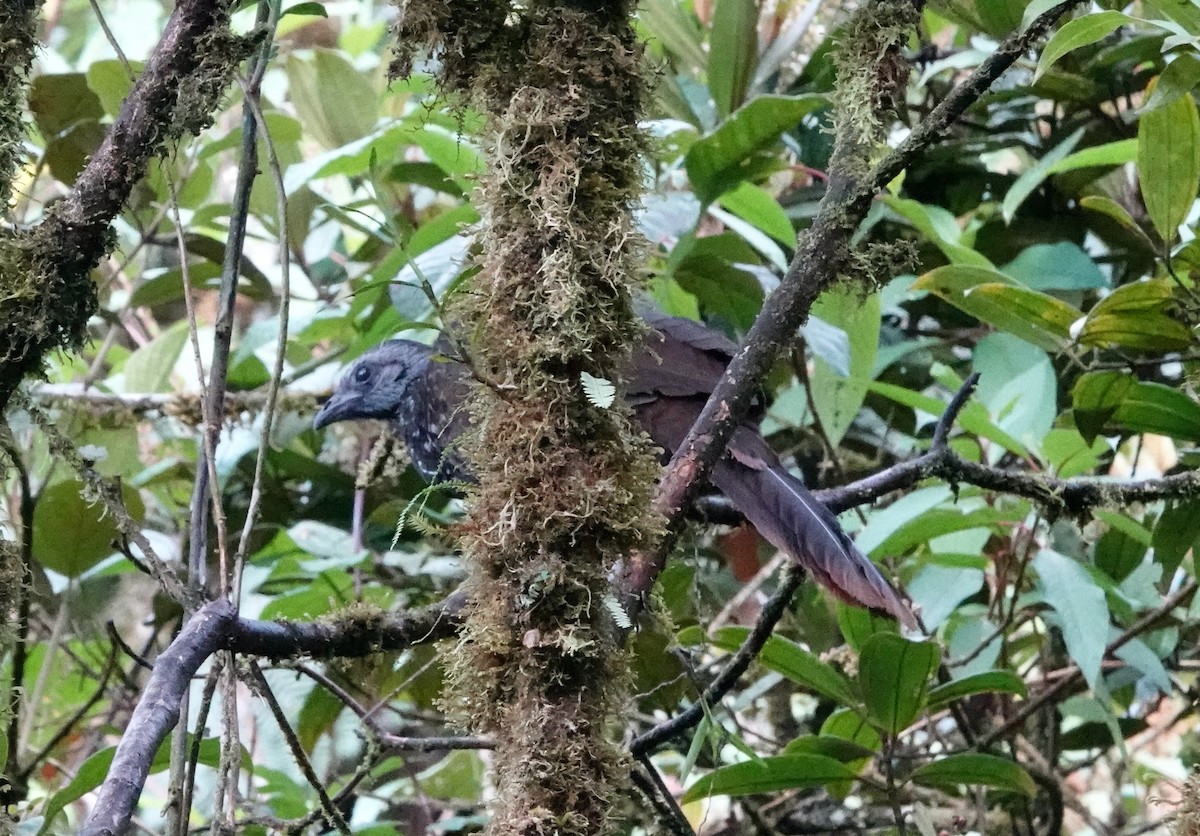 Bearded Guan - ML625018641