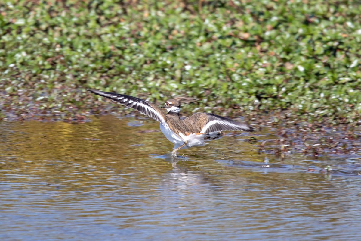 Killdeer - ML625018720