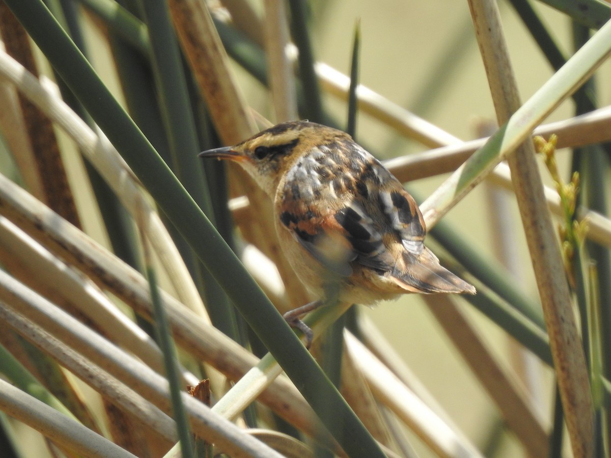 Wren-like Rushbird - ML625018725