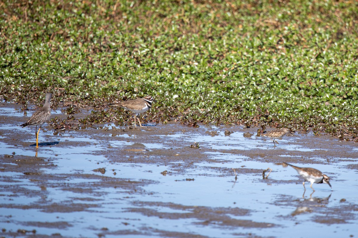 Killdeer - ML625018798