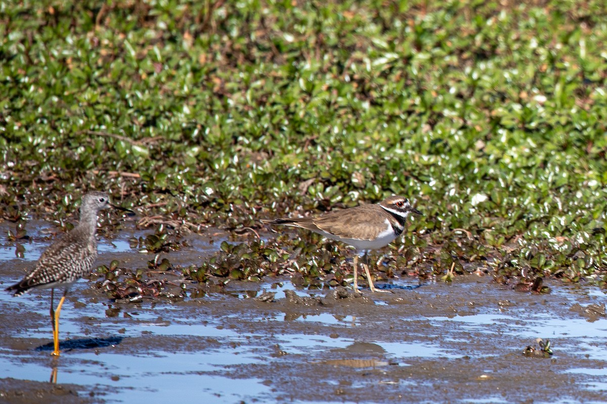 Killdeer - ML625018813