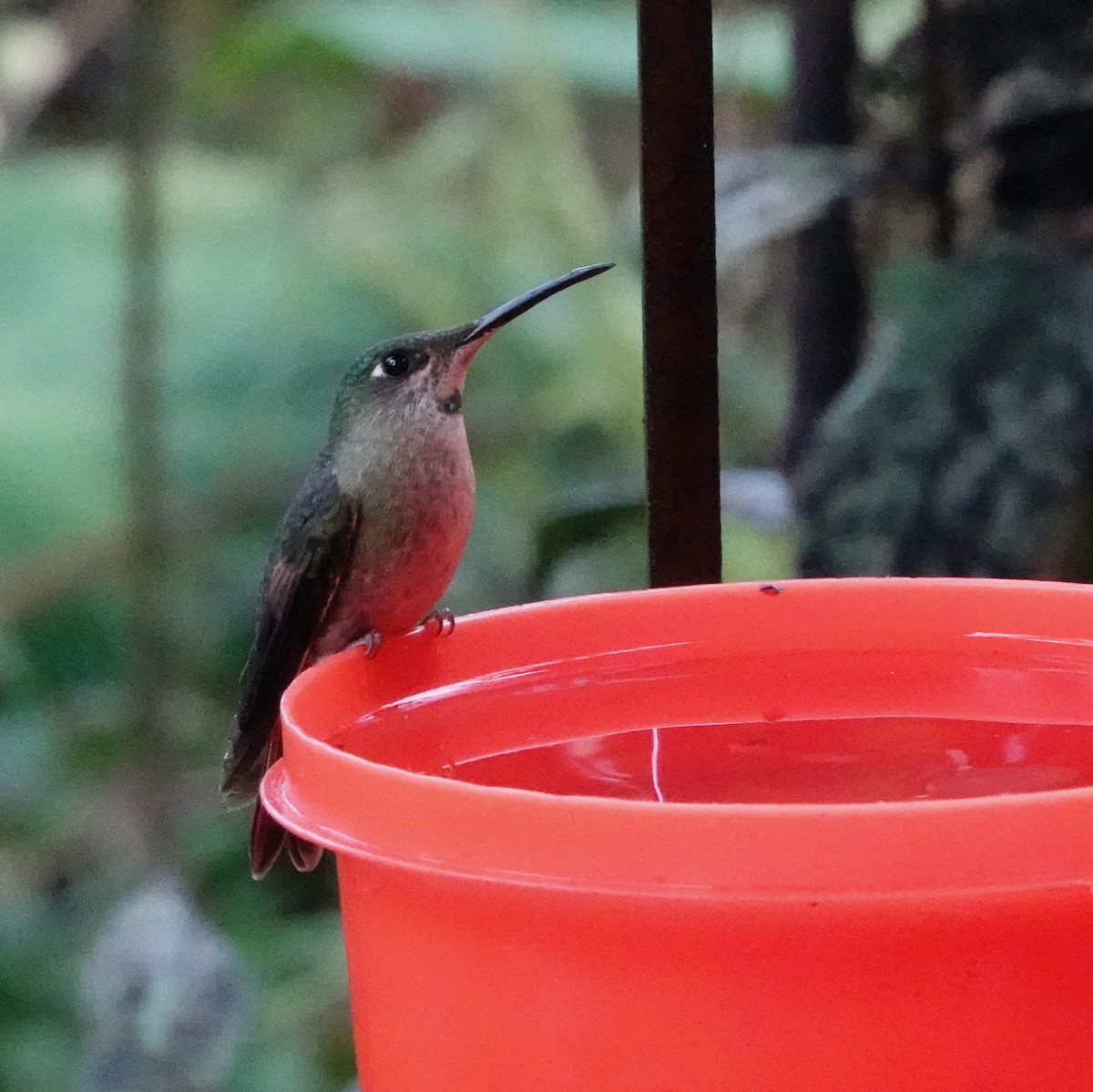 Fawn-breasted Brilliant - Nancy Henke