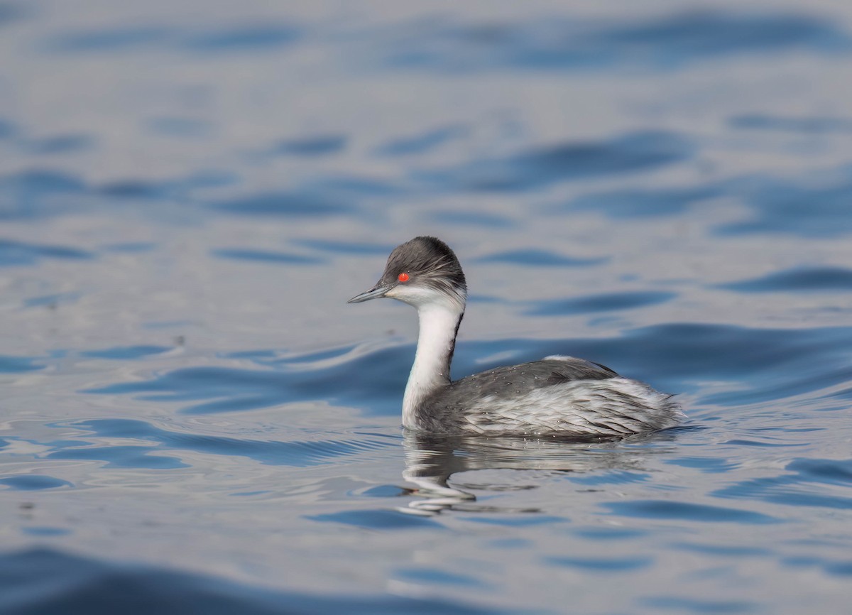 Junin Grebe - ML625018910