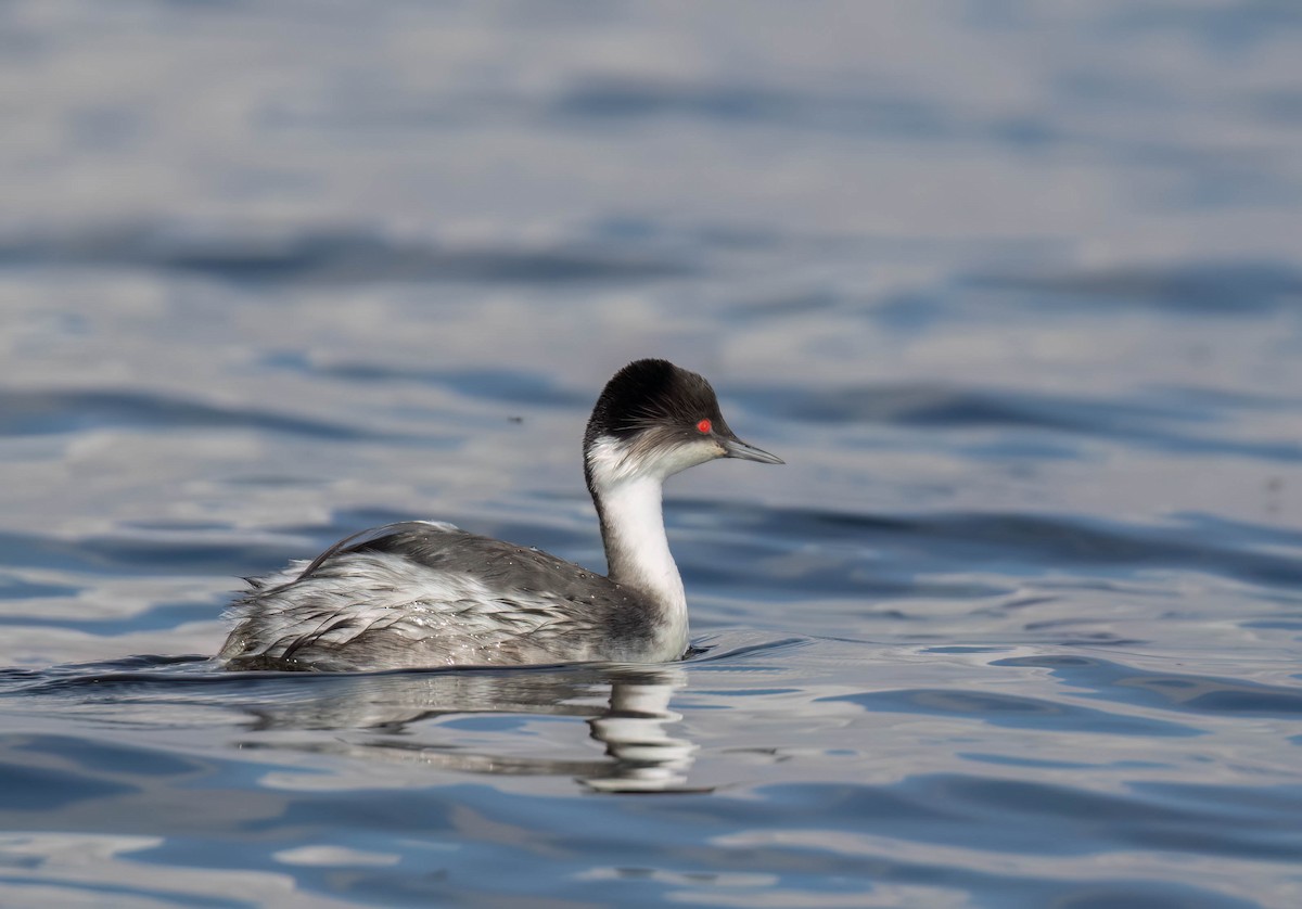 Junin Grebe - ML625018911