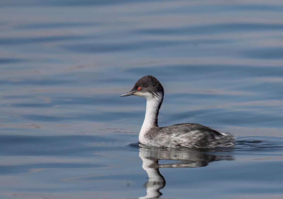 Junin Grebe - ML625018912