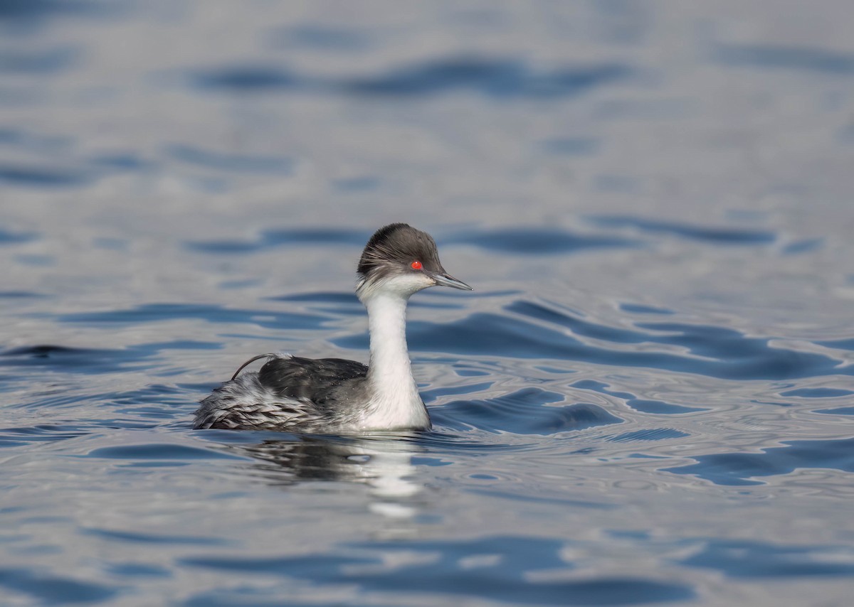 Junin Grebe - ML625018913