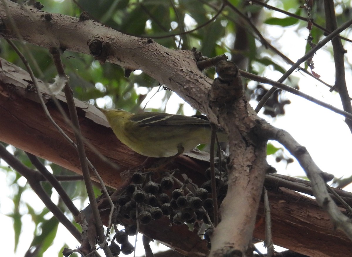 Blackpoll Warbler - ML625018986