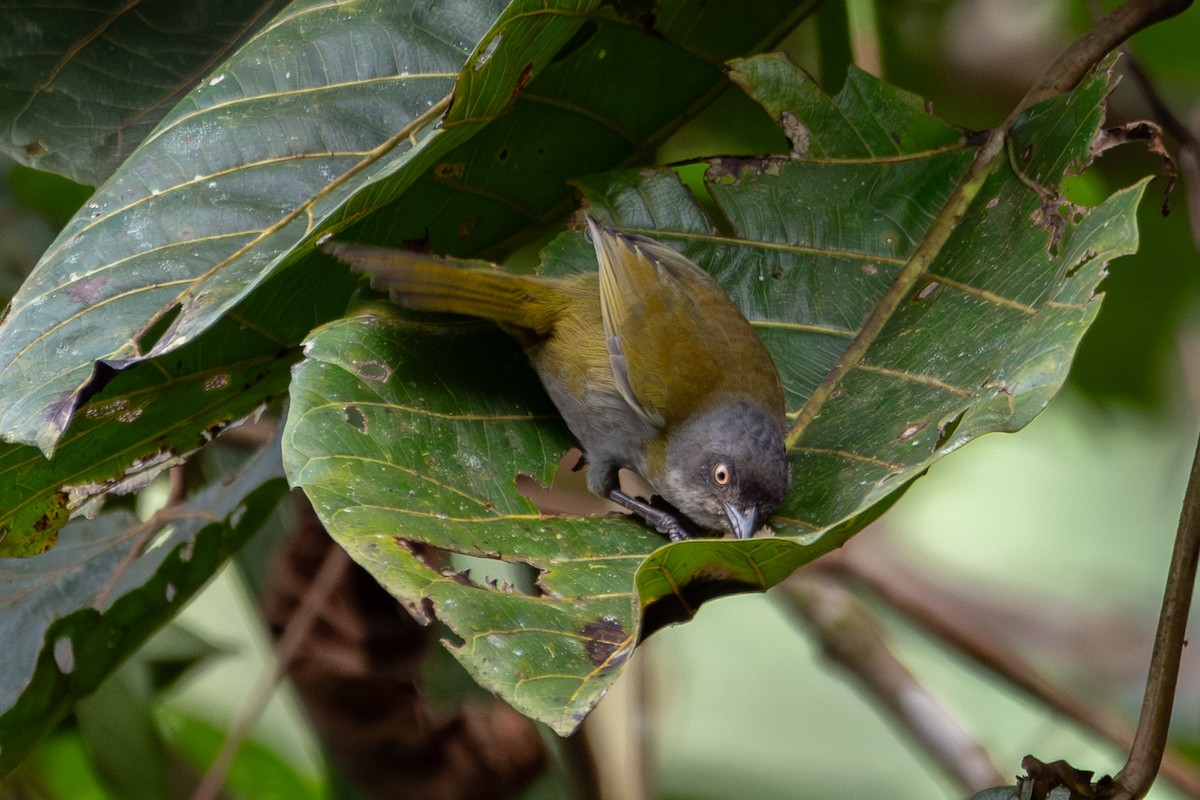 Dusky Chlorospingus - ML625019186