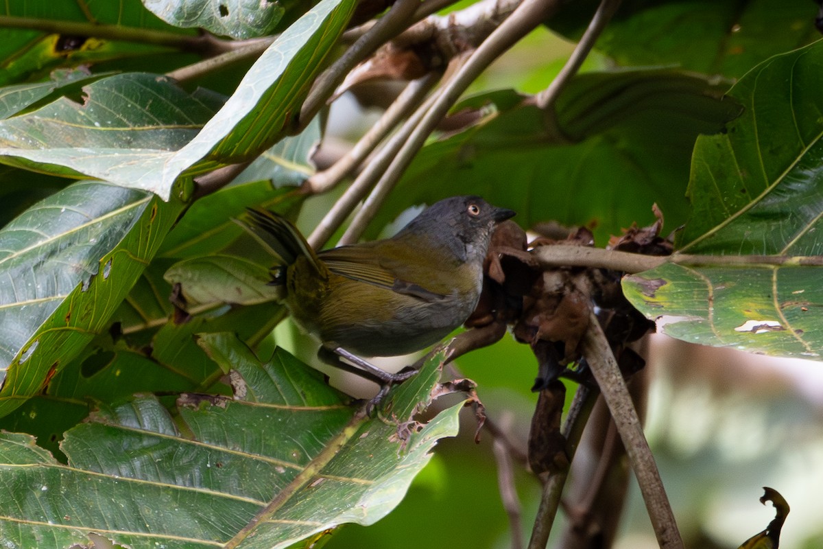 Dusky Chlorospingus - ML625019187