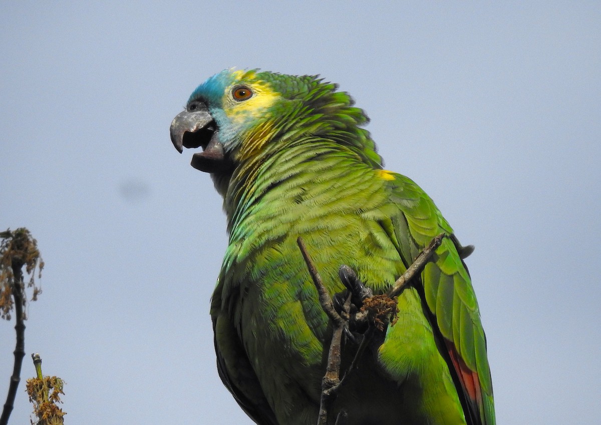 Turquoise-fronted Amazon - ML625019253