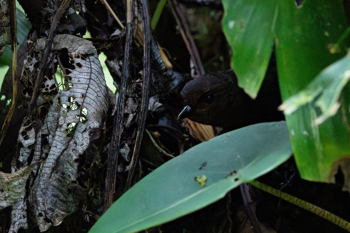 Nariño Tapaculo - ML625019265