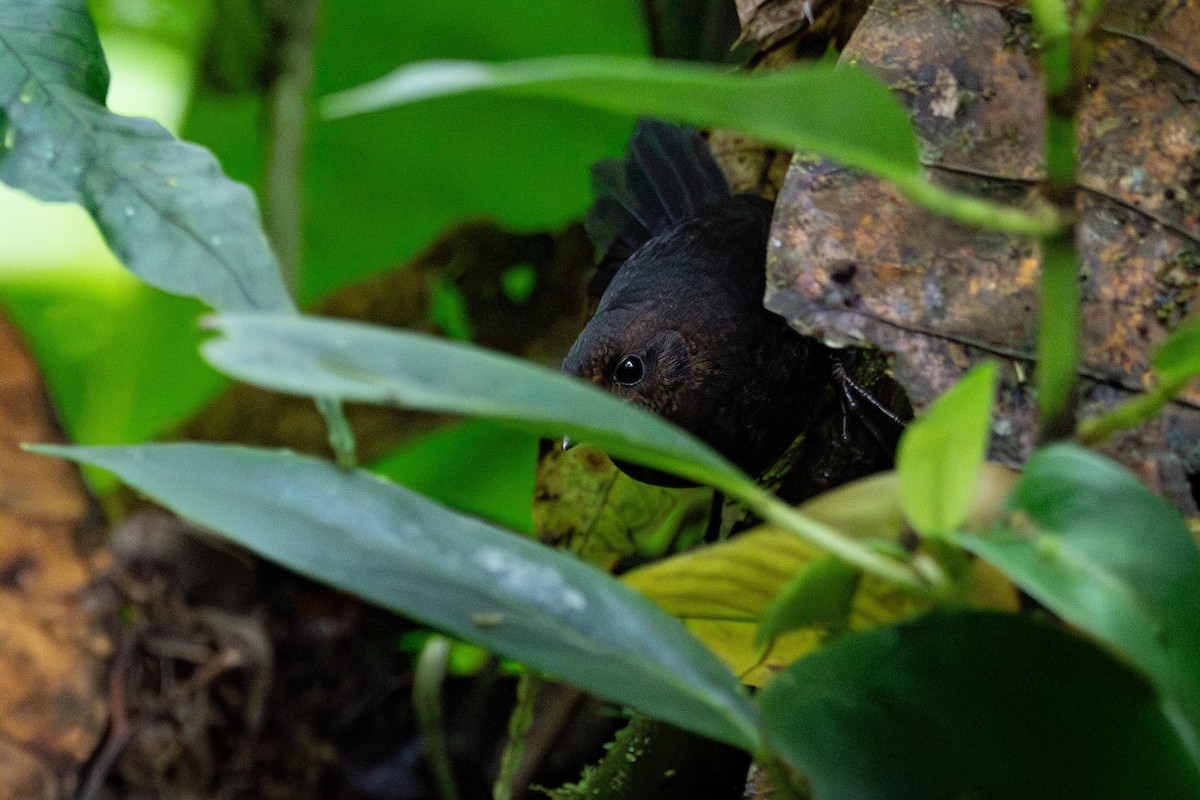 Nariño Tapaculo - ML625019266