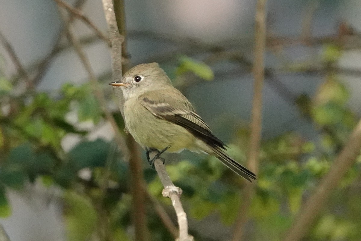 Hammond's Flycatcher - ML625019327