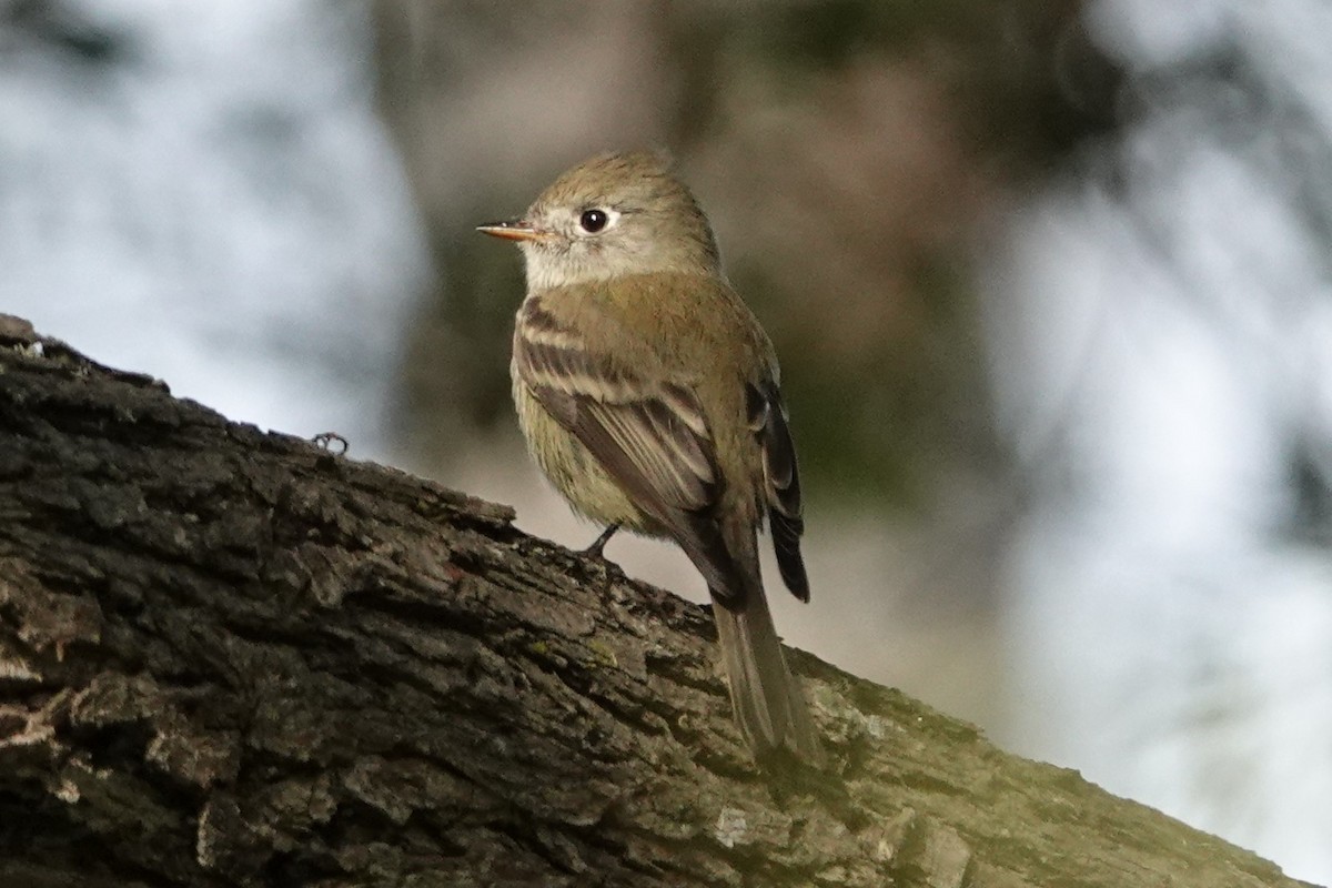 Hammond's Flycatcher - Paul Mulholland