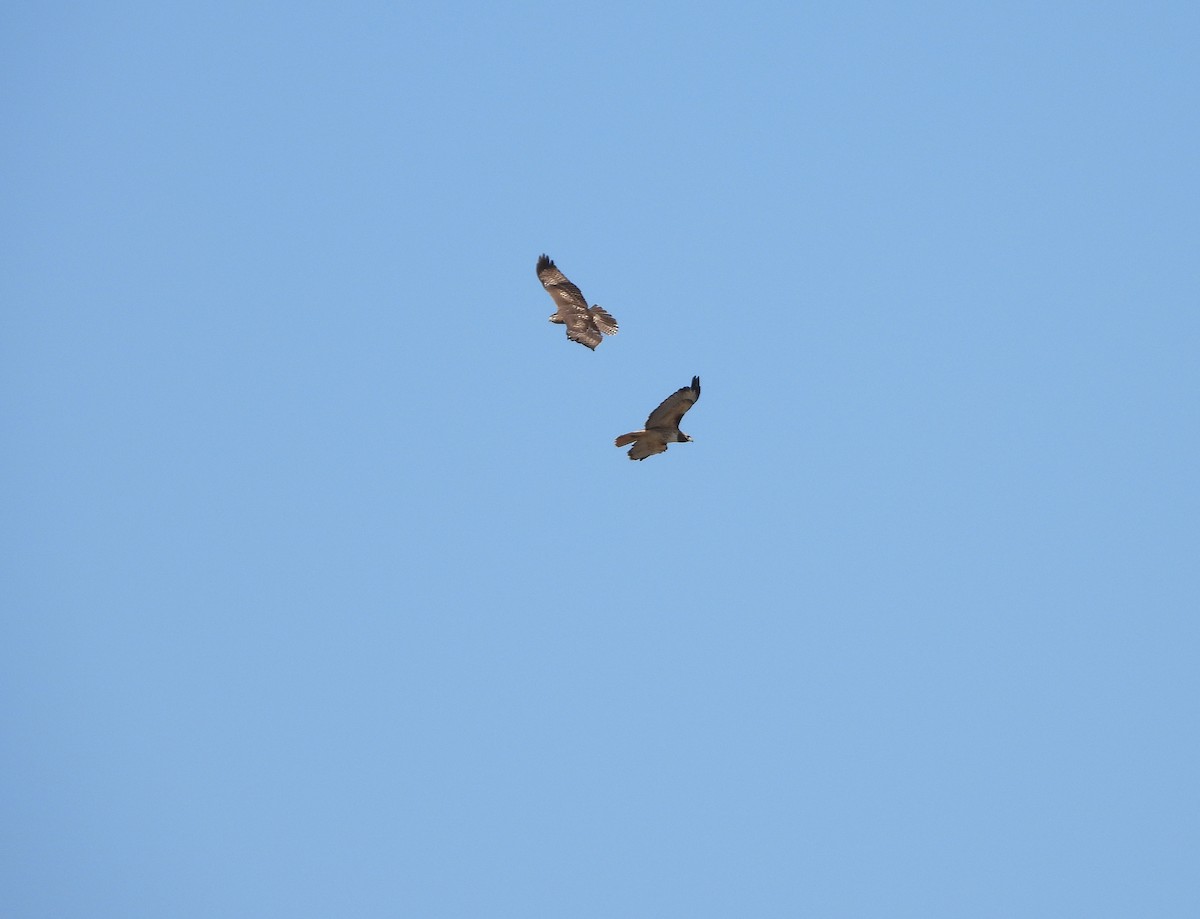 Red-tailed Hawk - ML625019503