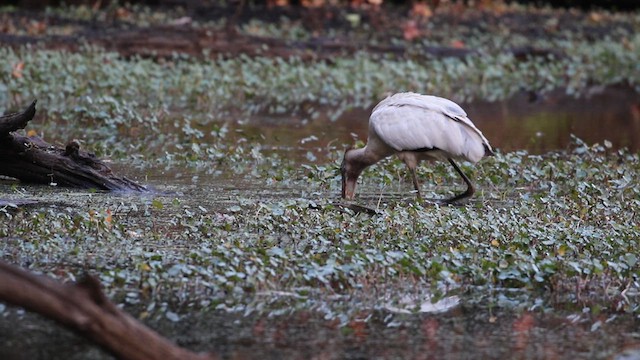 Wood Stork - ML625019904