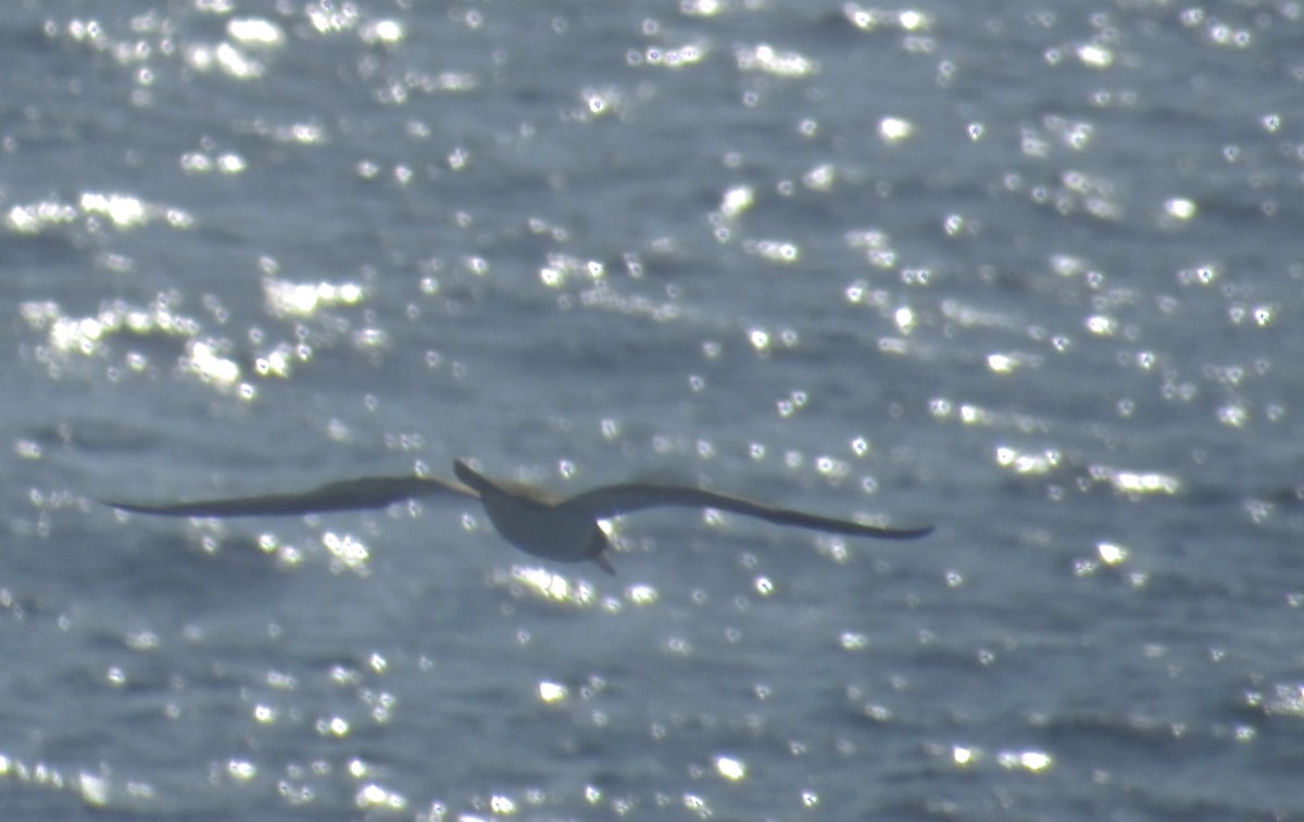 Brown Booby - ML625020019