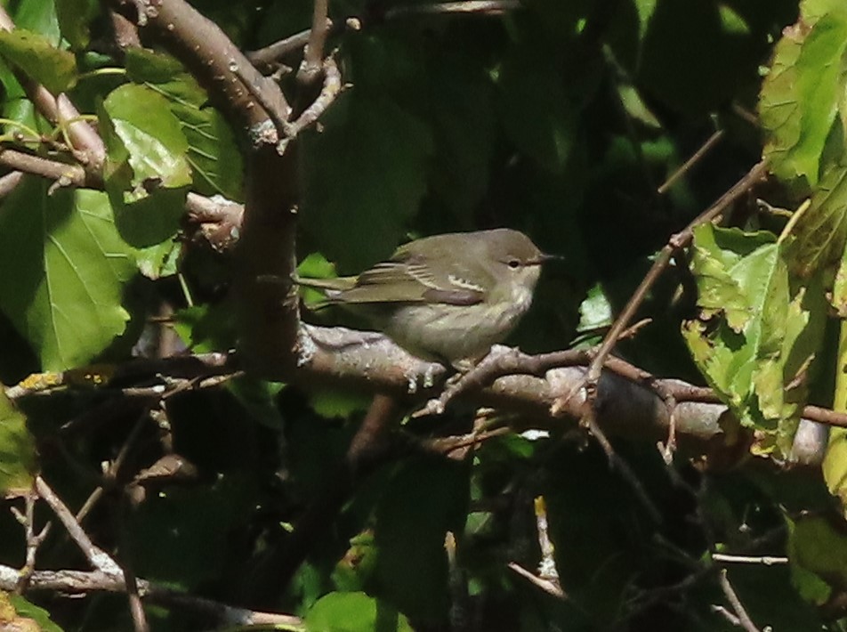 Paruline tigrée - ML625020026