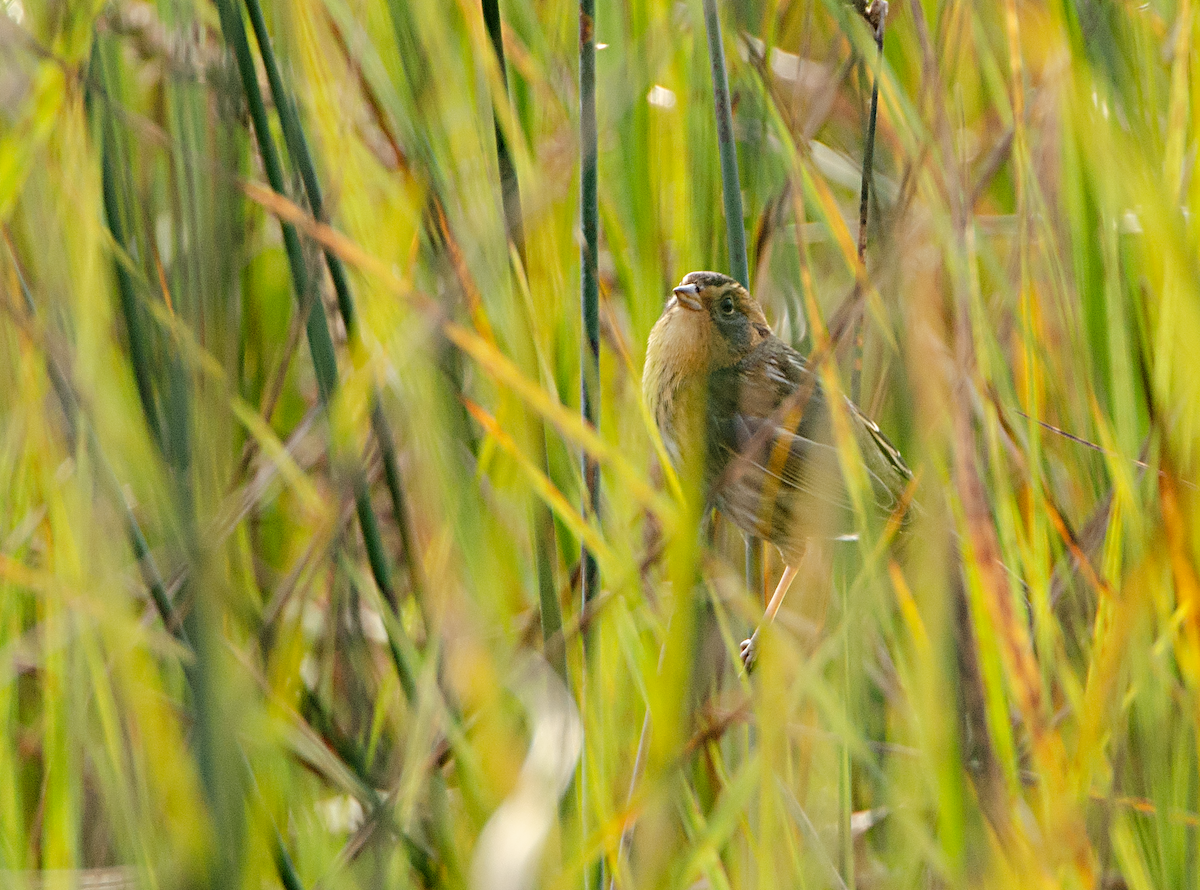 Nelson's Sparrow - ML625020099