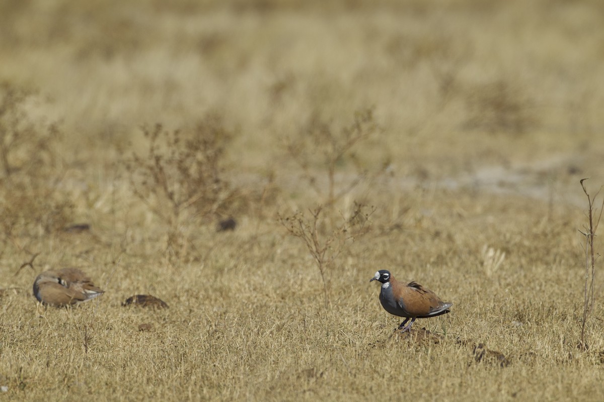 Flock Bronzewing - ML625020183