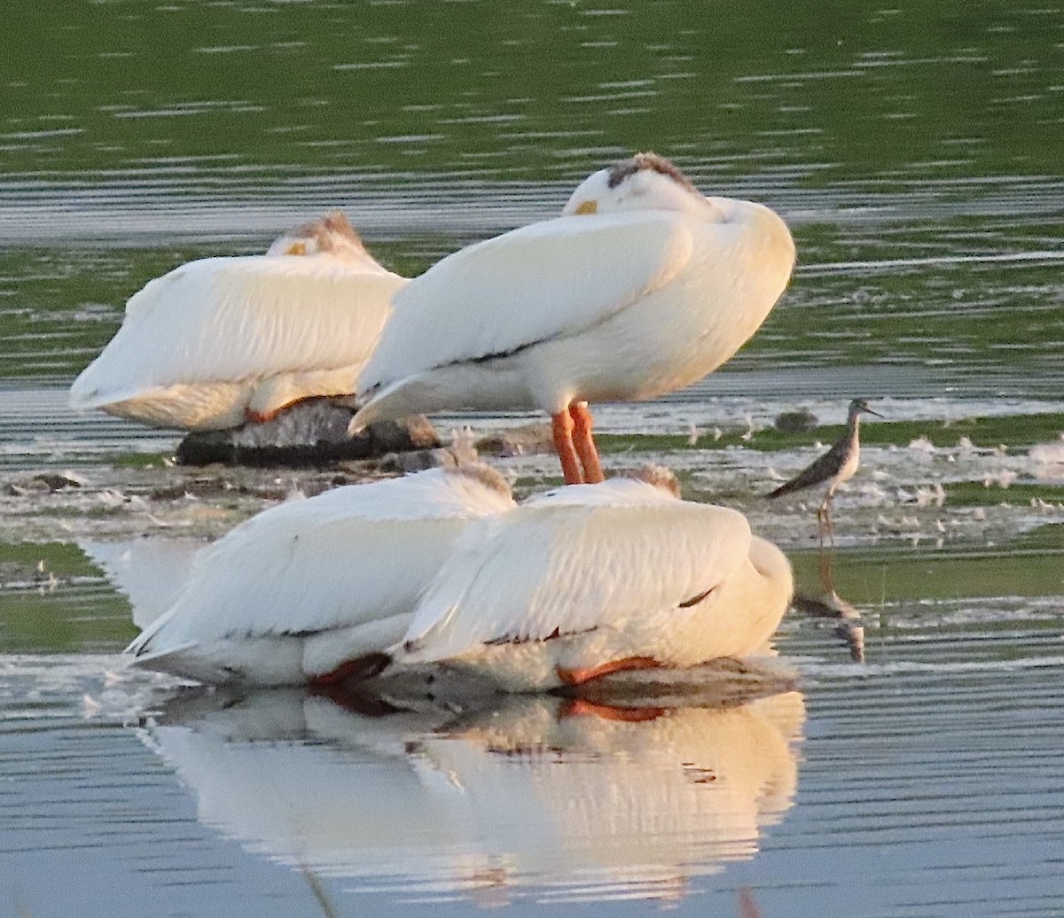 American White Pelican - ML625020289