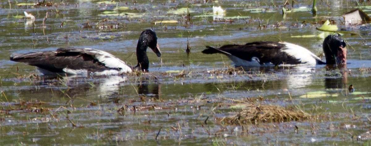 Magpie Goose - ML625020308