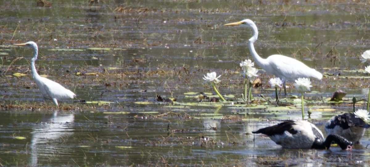 Great Egret - ML625020335