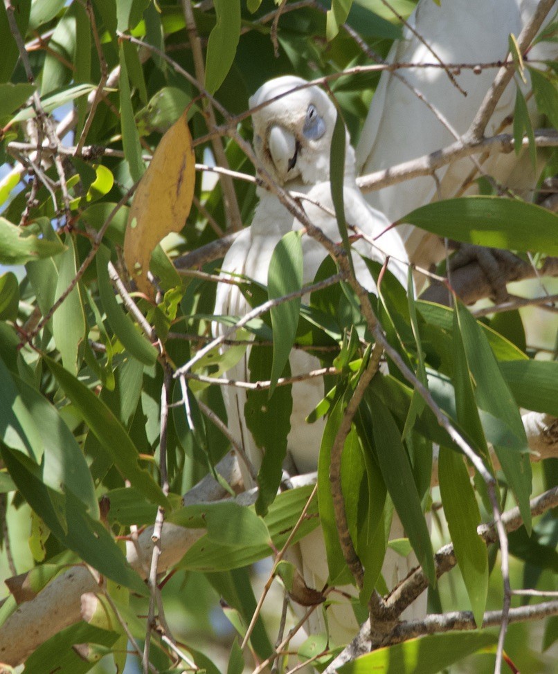 Little Corella - ML625020349