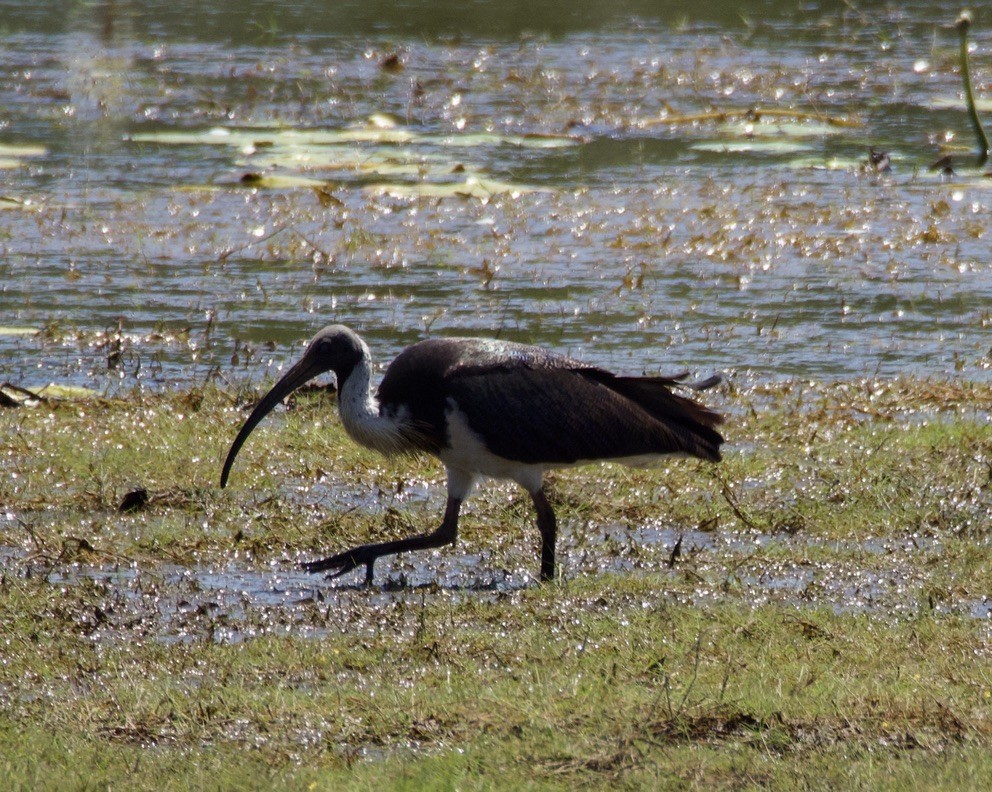 Straw-necked Ibis - ML625020356