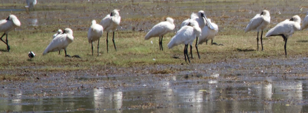 Royal Spoonbill - ML625020367