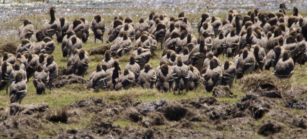 Wandering Whistling-Duck - ML625020409