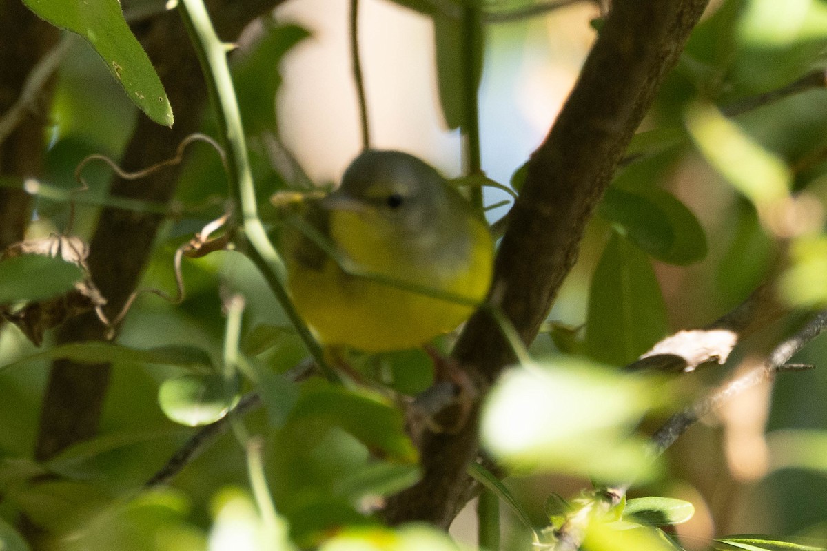 Mourning Warbler - Rich Kostecke