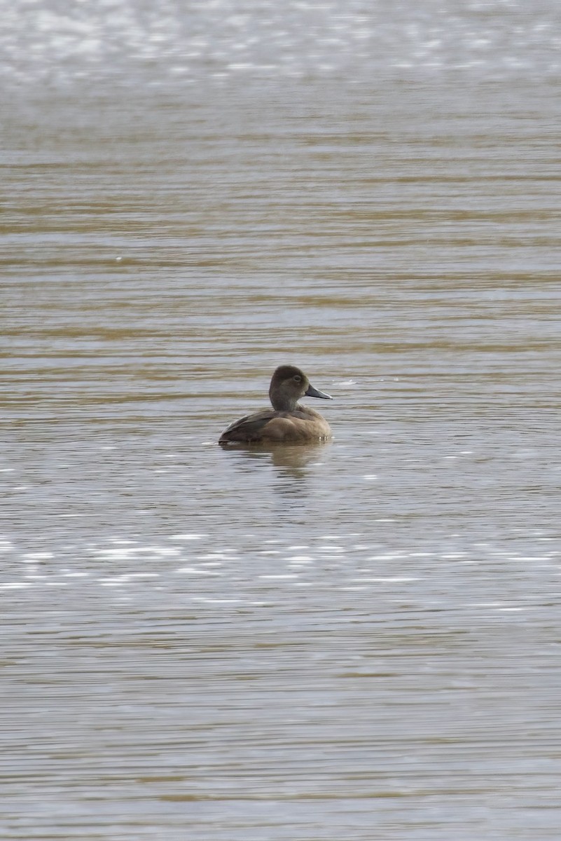 Ring-necked Duck - ML625020477