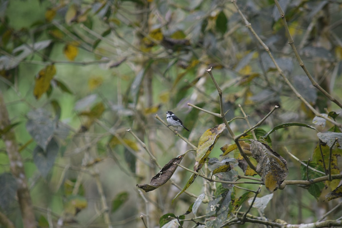 Variable Seedeater - ML625020499