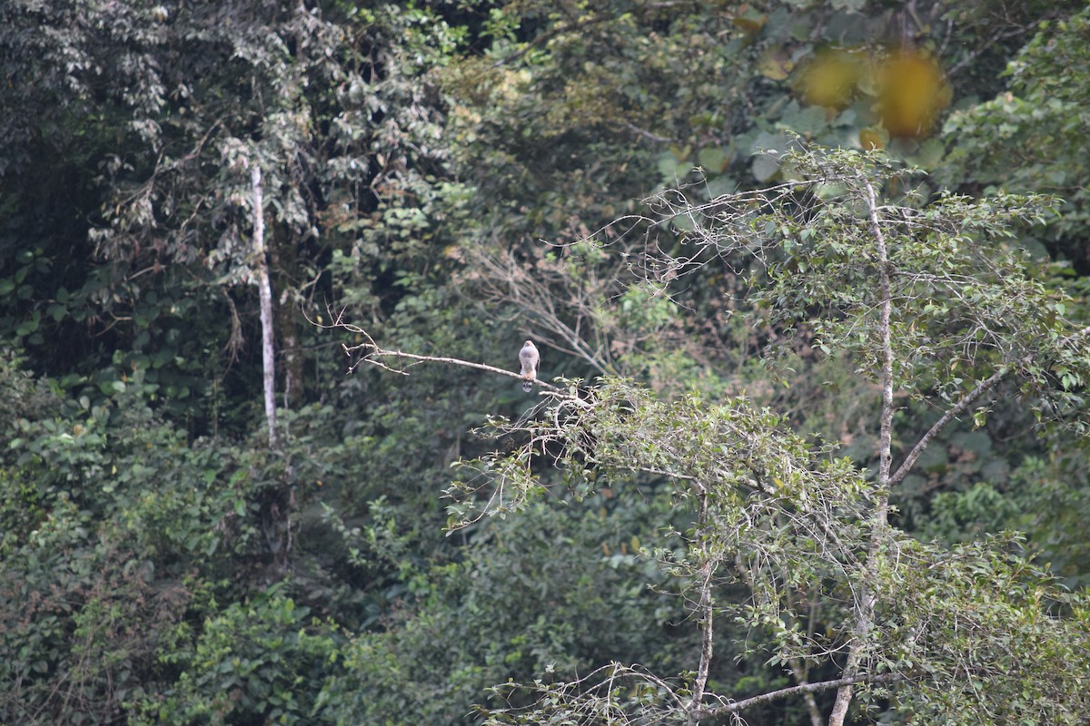 Roadside Hawk - ML625020523