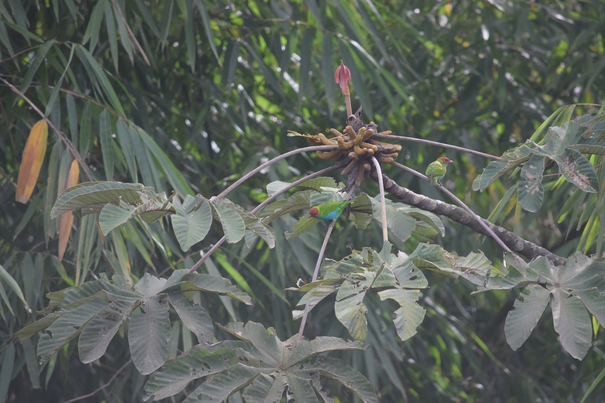 Bay-headed Tanager - ML625020542