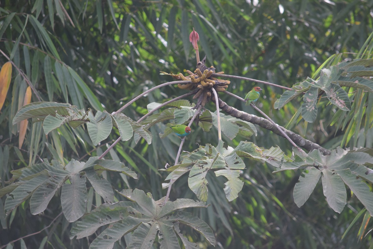 Bay-headed Tanager - ML625020543