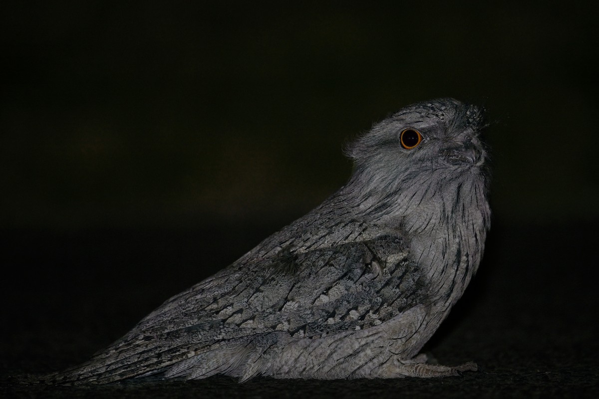 Tawny Frogmouth - ML625020544