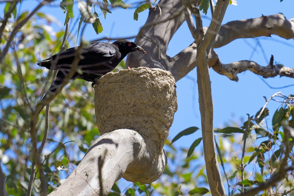 White-winged Chough - ML625020631