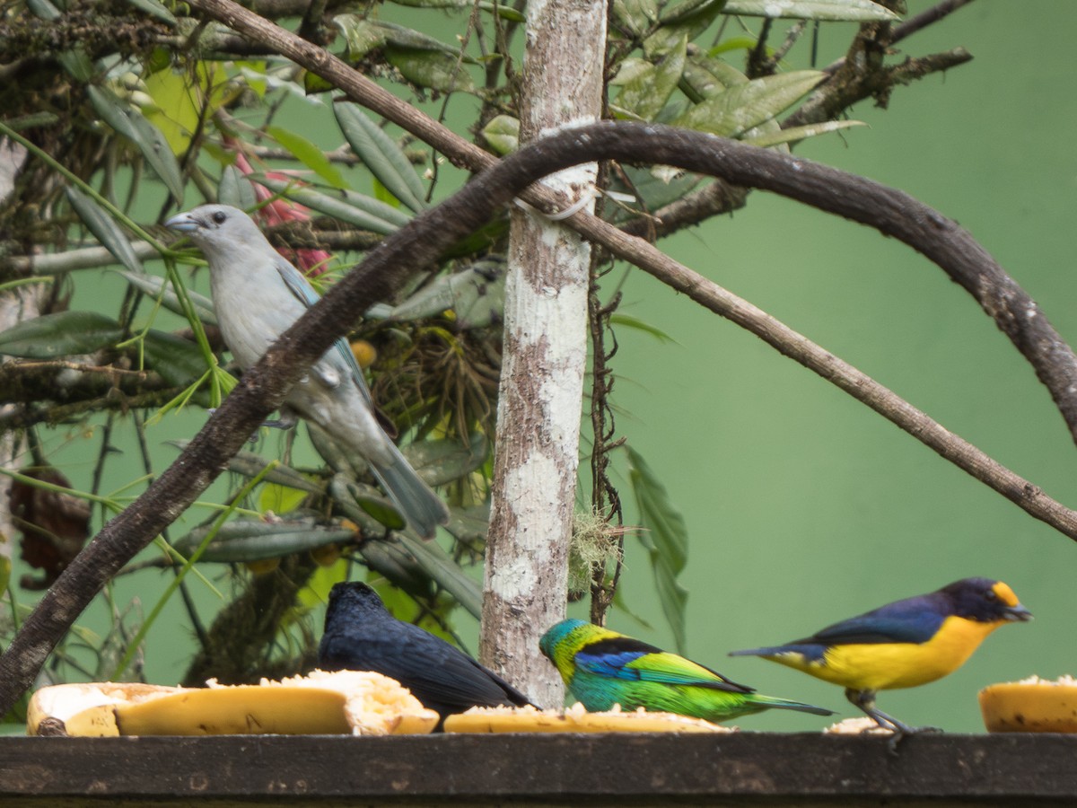 Sayaca Tanager - ML625020676