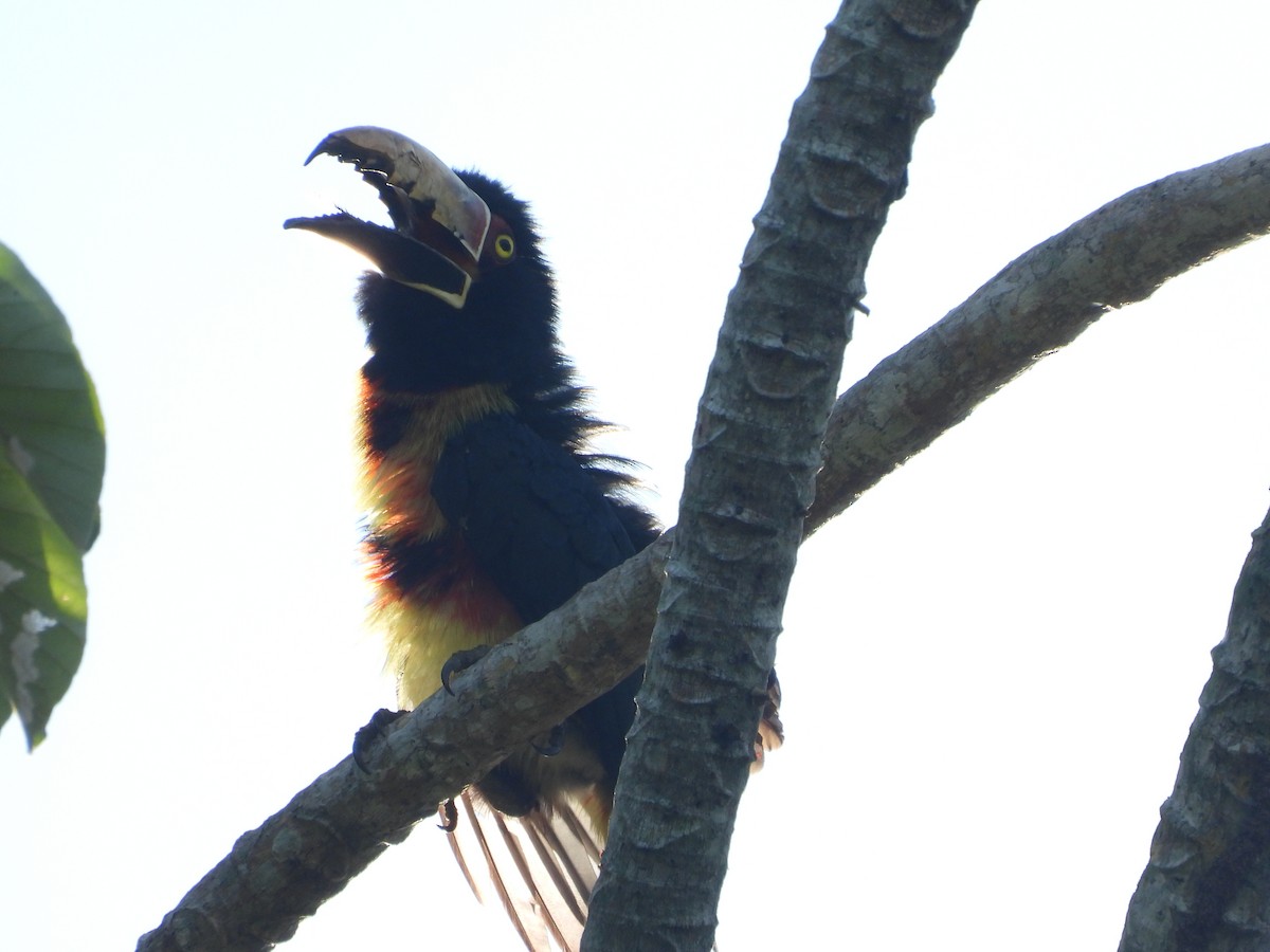 Collared Aracari - ML625020714