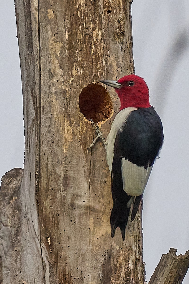 Red-headed Woodpecker - ML625020732