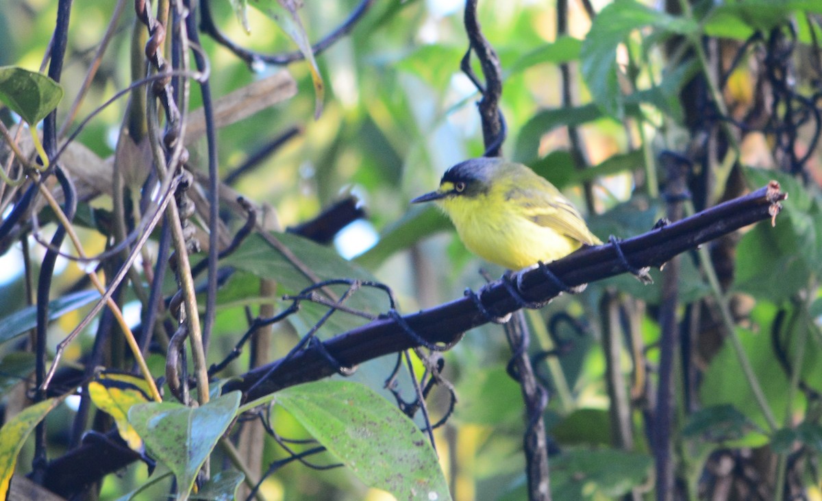 Gray-headed Tody-Flycatcher - Vanessa Claudino Bitencourt