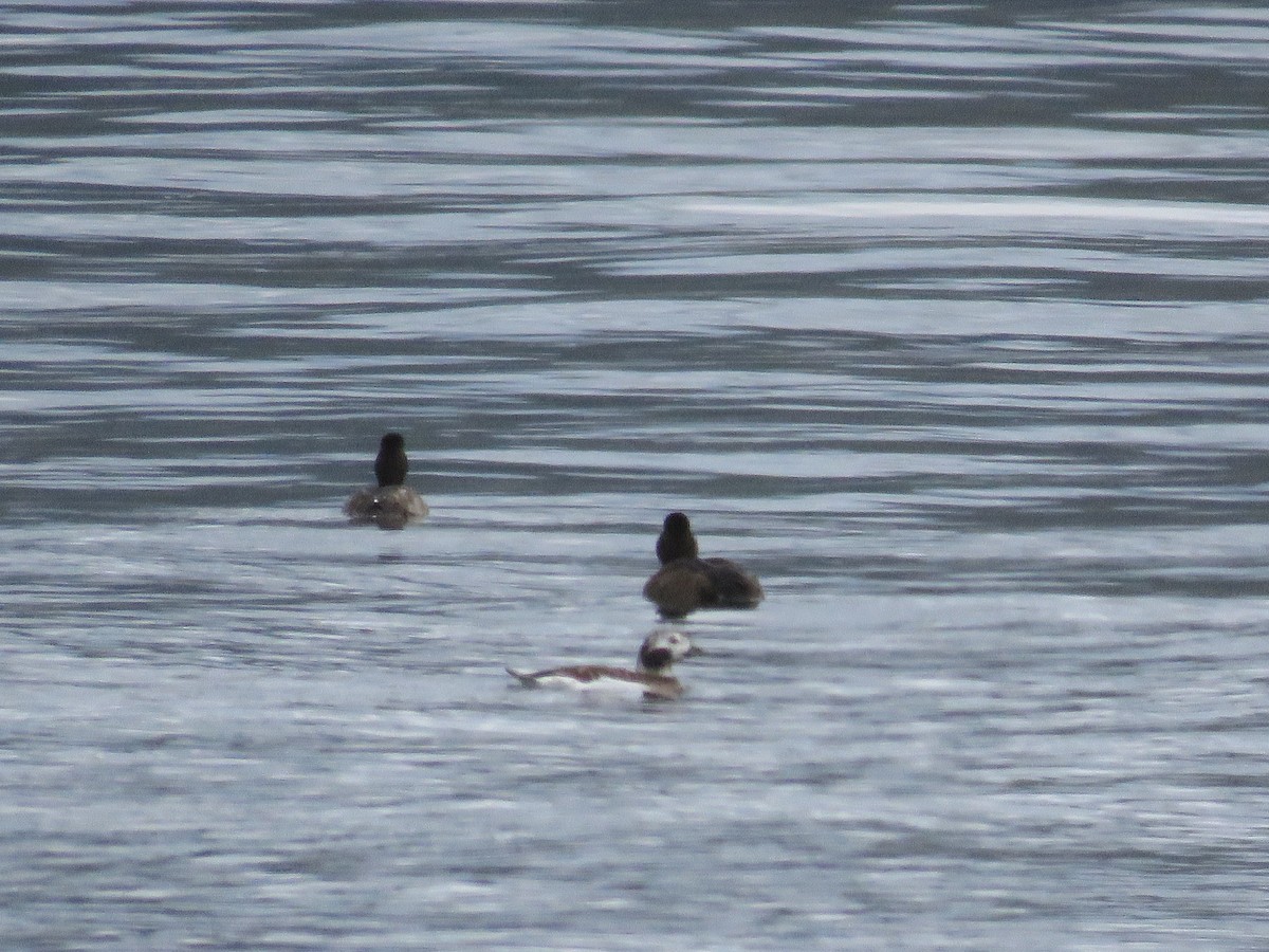 eBird Checklist 14 Oct 2024 Yaquina BaySally's BendLNG Facility