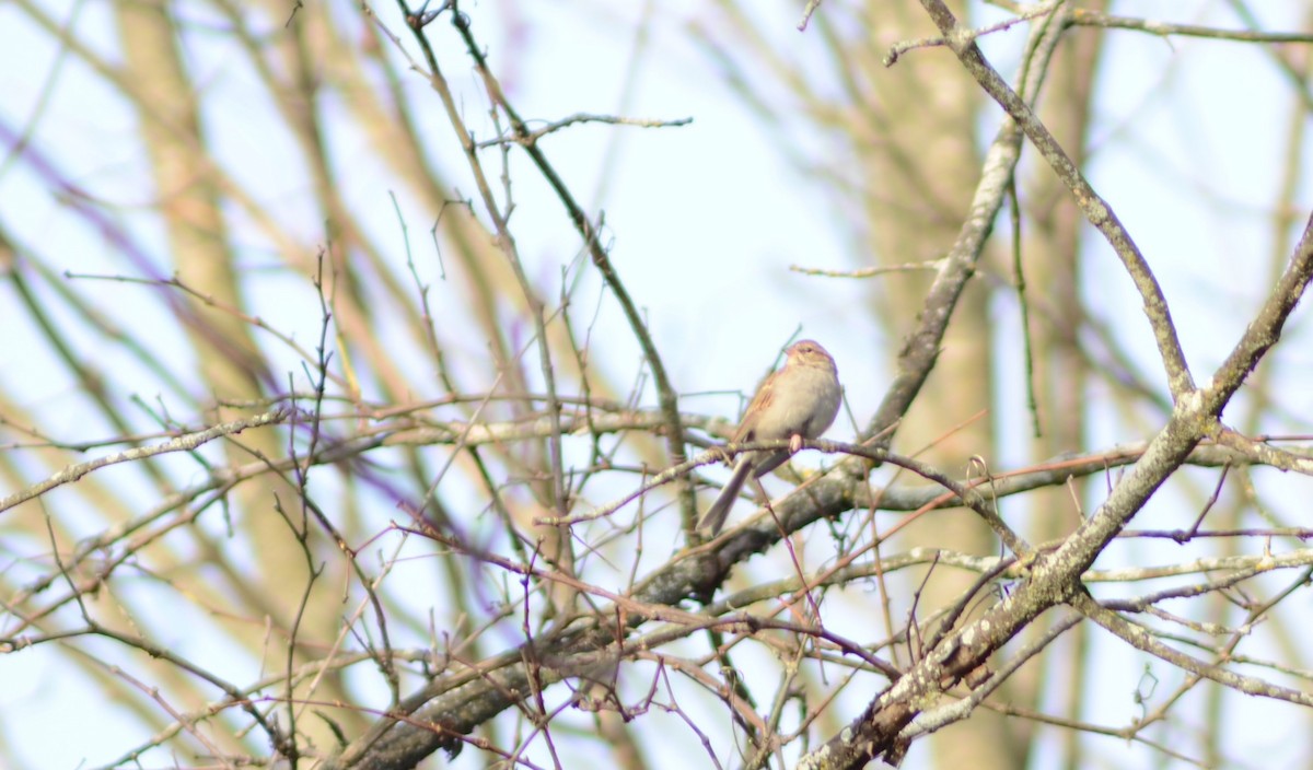 Chipping Sparrow - ML625021058