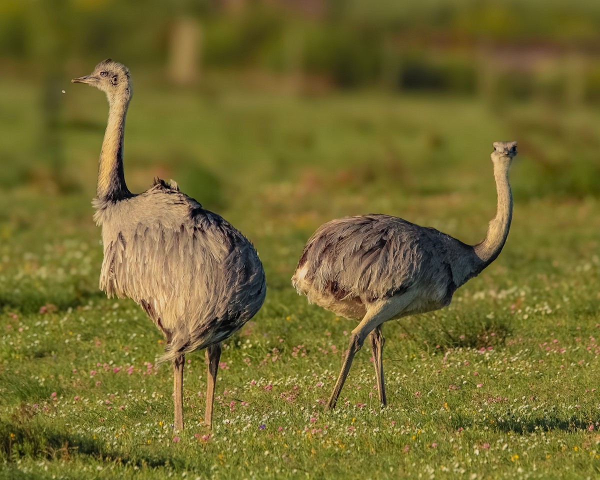 Greater Rhea - ML625021118