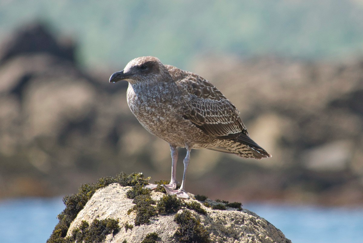 Kelp Gull - ML625021123