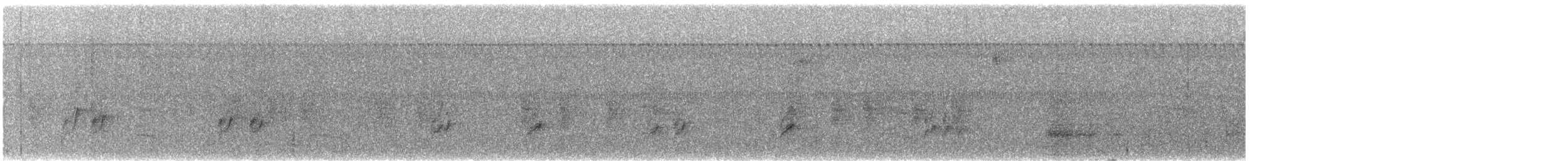 チャバラマユミソサザイ - ML625021167