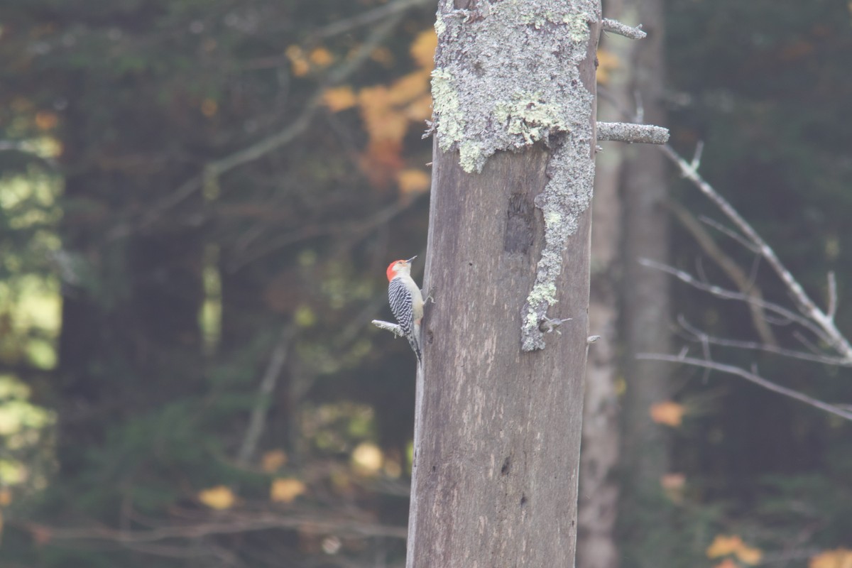 Red-bellied Woodpecker - Richard Garrigus